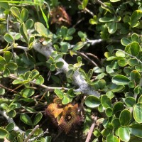 Boucerosia indica (Wight & Arn.) Plowes